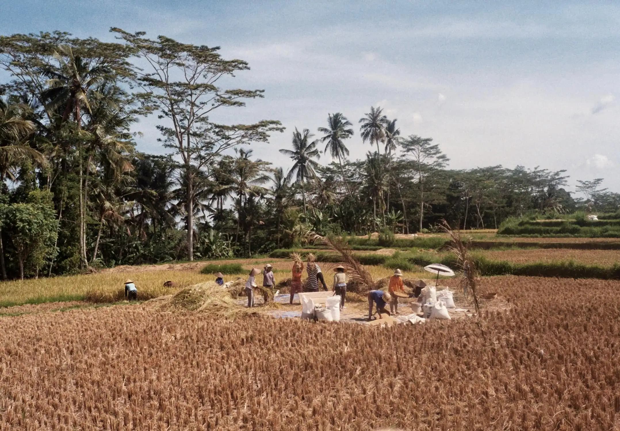 Meningkatkan Harga di Tingkat petani Hingga Nilai Tukar Petani (NTP) atau Kesejahteraan Petani Naik